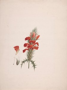 Acanthus Sennii Chiov.: disegno finito con dettagli aggiunti da Luigi Balugani