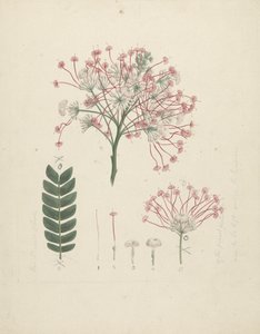 Albizia gummifera: disegno finito di testa fiorita di germoglio, con dettagli di infiorescenza, fiori e foglia da Luigi Balugani