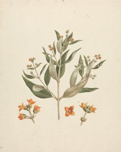 Avicennia marina (Forssk.) Vierh. (Mangrovia bianca): disegno finito di germoglio fiorito con dettagli dei fiori