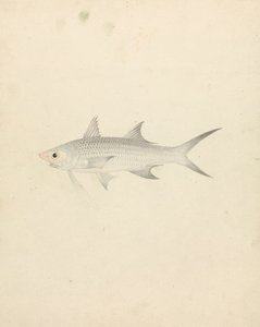 Binney: numero uno (un pesce) da Luigi Balugani
