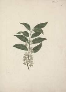 Catha edulis Forssk. (Khath): disegno finito da Luigi Balugani
