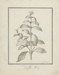 Coffea arabica L. (Caffè Arabica): disegno finito di germoglio foglioso e bacche