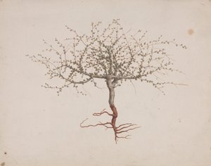 Commiphora gileadensis (L.) C. Chr. (Balsamo di Galaad, Opobalsamo): disegno finito dell