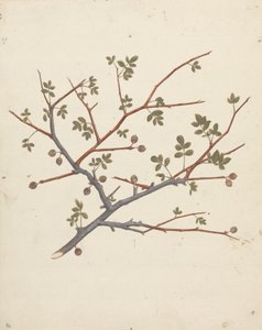 Commiphora gileadensis (Balsamo di Galaad, Opobalsamo): disegno finito di ramo fruttifero da Luigi Balugani