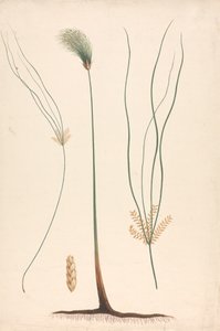 Cyperus papyrus L. (Papyrus Sedge): disegno finito di vapore e testa fiorita, con dettagli dell