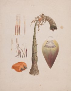 Ensete ventricosum (Banana selvatica africana): disegno finito