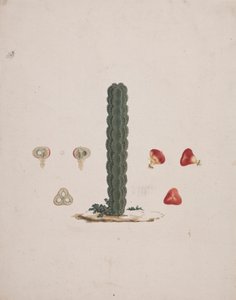Euphorbia abyssinica J.F. Gmel. (Euforbia etiope): disegno finito di un singolo tronco, con dettagli di frutti interi e sezionati