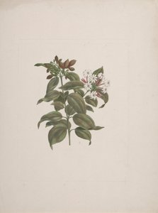 Jasminum dichotomum Vahl (gelsomino africano): disegno finito da Luigi Balugani