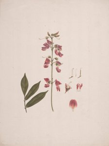 Millettia ferruginea (Hochst.) Baker: disegno finito con alcuni dettagli esclusi da Luigi Balugani