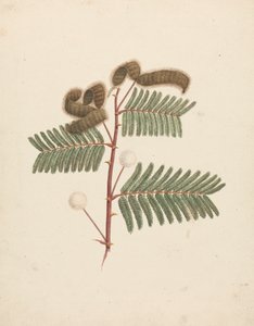 Mimosa pigra (L.): disegno finito da Luigi Balugani