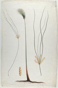 Papyrus (dettaglio della pianta e della radice), dopo James Abyssinian Bruce (1730-94)