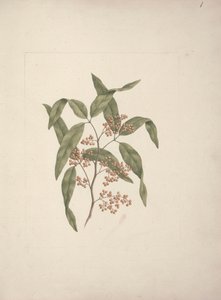 Rhus ? retinorrhoea Oliver: disegno finito da Luigi Balugani