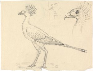 Uccello segretario da Luigi Balugani