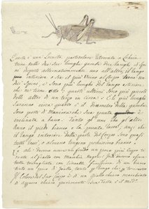 Studio di una locusta, da Miscellaneous Sketches in Wrapper da Luigi Balugani