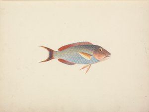Pesce Non Identificato da Luigi Balugani