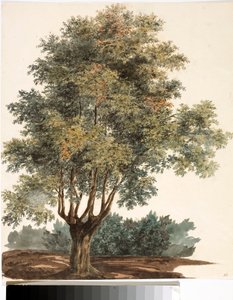 Albero da Luigi Garibbo