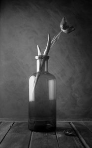 Fiore di tulipano monocromatico da Luiz Laercio