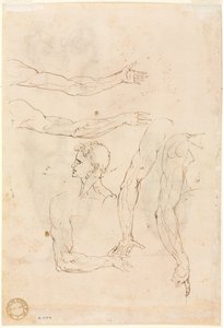 Schizzi di cinque braccia e una testa (verso) da Luzio Romano