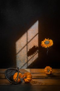 Zucche autunnali e luce del sole da Lydia Jacobs
