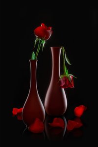 Rose fresche e appassite da Lydia Jacobs