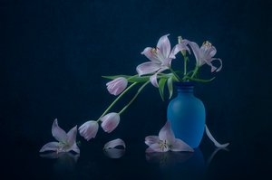 Gigli e tulipani malinconici da Lydia Jacobs