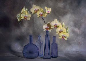 Orchidee gialle, vetro blu da Lydia Jacobs