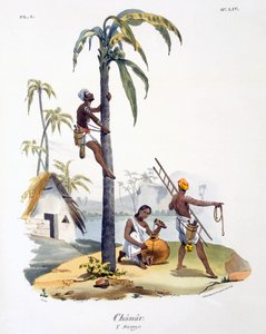 Un uomo della casta Nadar che scala una palma, 1827-35 da M.E. Burnouf