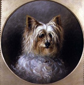 Studio della testa di un Yorkshire terrier
