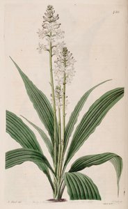 Illustrazione di Calanthe triplicata (come sin. Calanthe veratrifolia) (pianta)