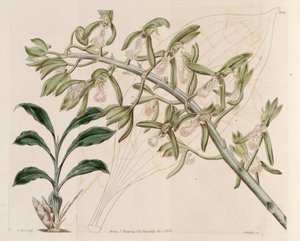 Illustrazione di Catasetum cristatum