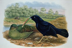 Ptilonorhyncus Violaceus, Uccello Satinato da M. Hart