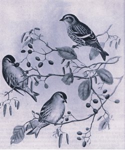 Lucherini, Nature in Britain pubblicato da Collins, 1946
