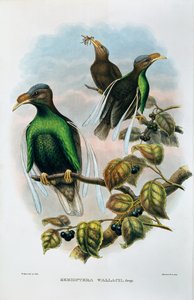 Ala standard di Wallace Semioptera Wallecei