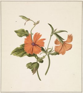 Rosa cinese gialla (Rosa Chinensis Lutea) da M. de Gijselaar