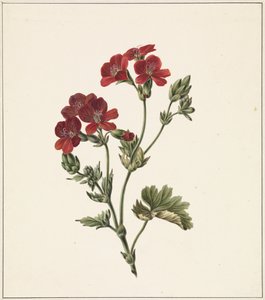 Fiore rosso