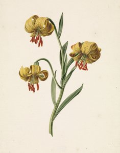 Ramo con tre gigli gialli