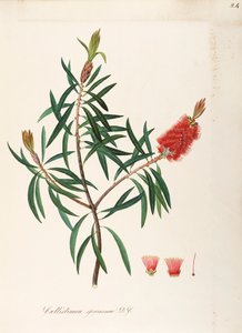 Albany Bottlebrush (Callistemon speciosum DC), Myrtaceae, arbusto con foglie persistenti, nativo dell