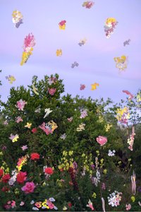 Fiori astratti