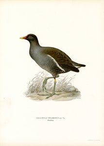 Gallinella d