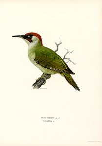 Picchio verde