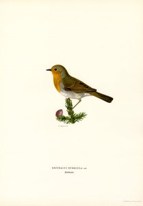 Pettirosso