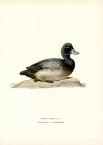 Moretta americana da Magnus Ferdinand and Wilhelm von Wright