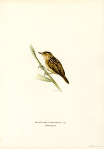 Cannaiola acquatica