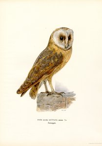 Barbagianni