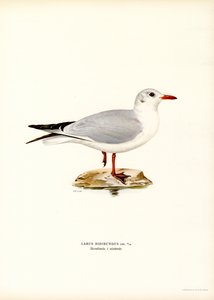 Gabbiano comune
