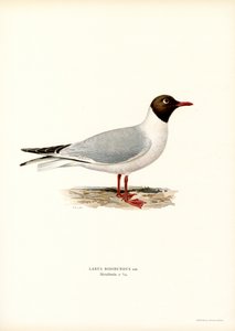 Gabbiano comune da Magnus Ferdinand and Wilhelm von Wright
