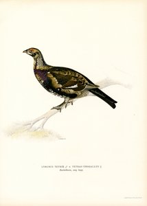 Gallo cedrone nero x Gallo cedrone occidentale