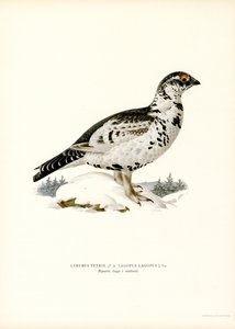 Gallo cedrone x Pernice bianca da Magnus Ferdinand and Wilhelm von Wright