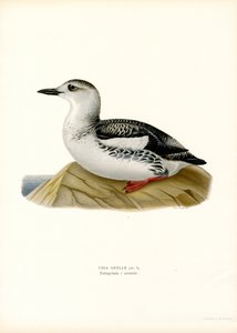 Guillemot nero (litografia a colori)