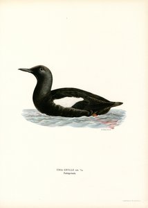 Uria Nera da Magnus Ferdinand and Wilhelm von Wright